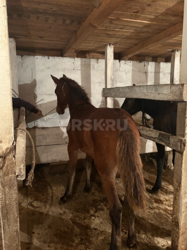 Продам двух жеребят (жеребчики) и кобылу(стоит на откорме) - Орск
