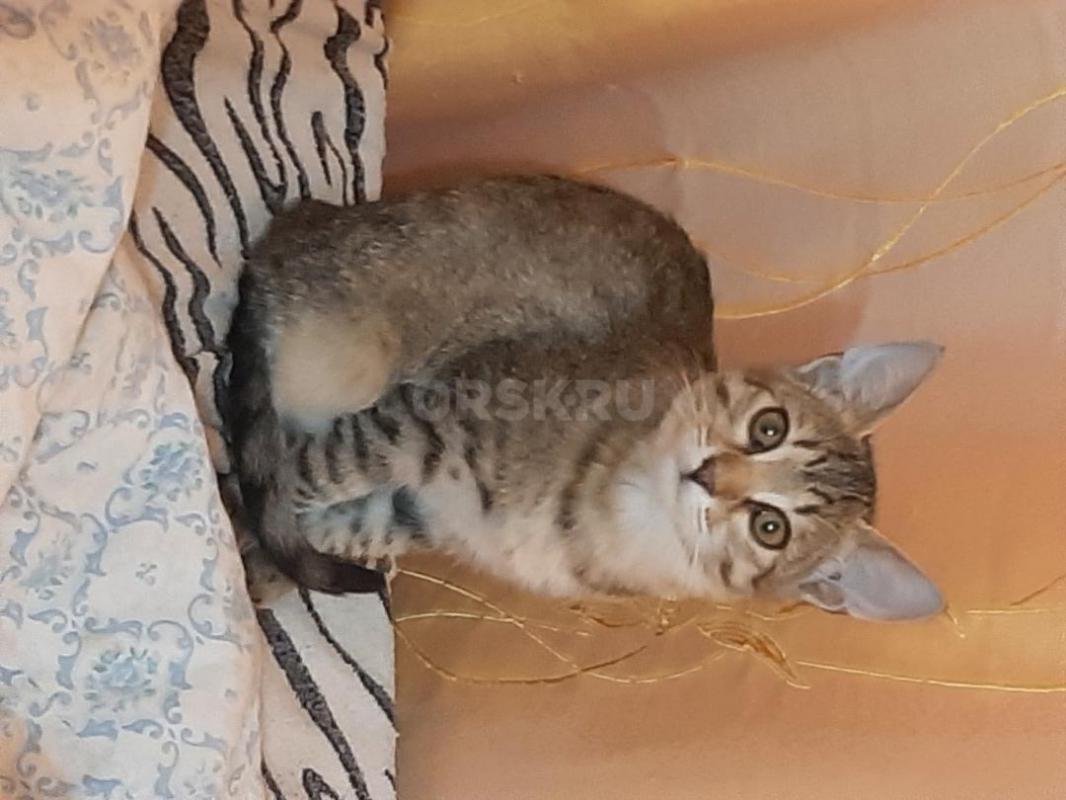 Котенок -девочка 3 месяца, ласковая, игручая, ест все натуральное, к горшку приучена. - Орск