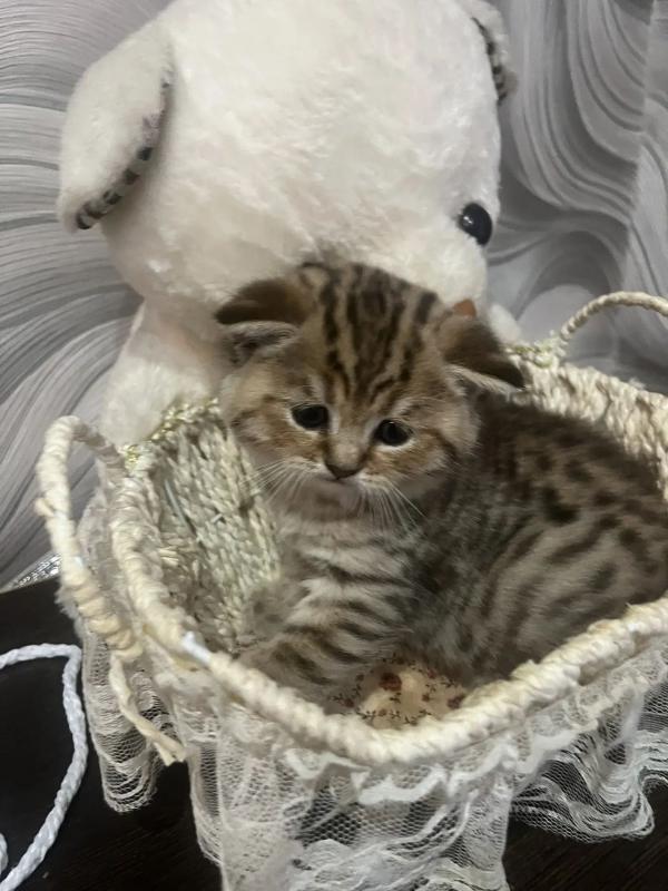 Продам чистокровных шотландских котят от породистых родителей
Очень игривые, ласковые, умные
К лоточ - 