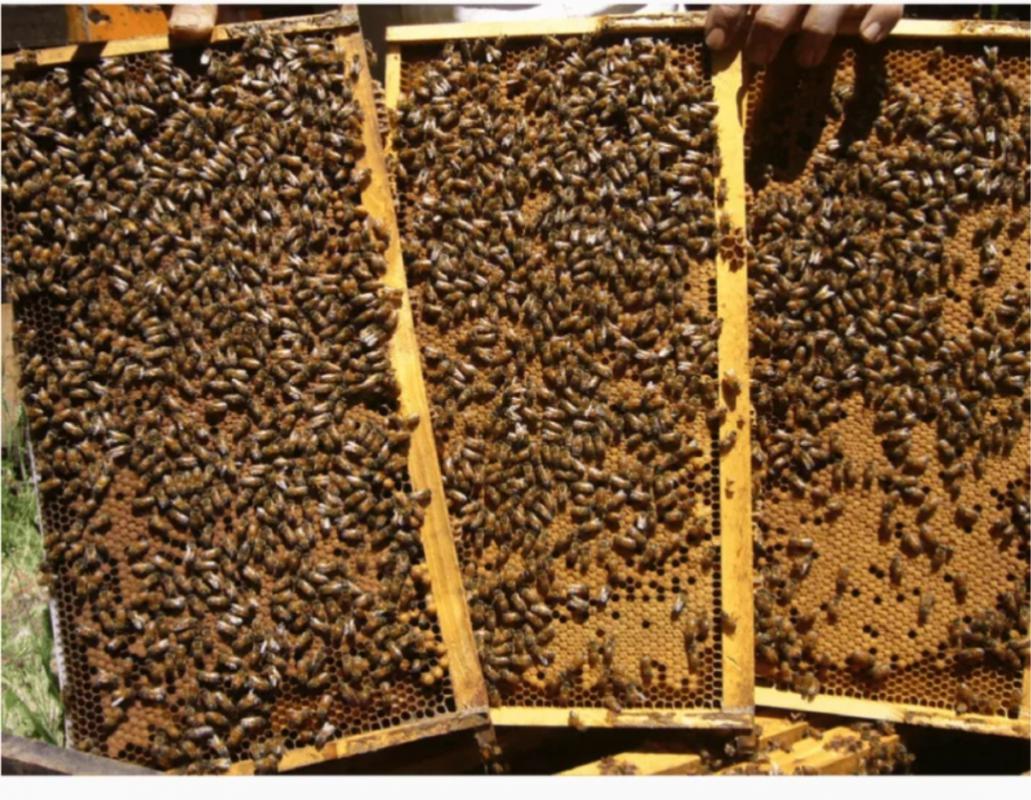 Продаются пчелосемьи среднерусской породы. 89225448462 - Кувандык