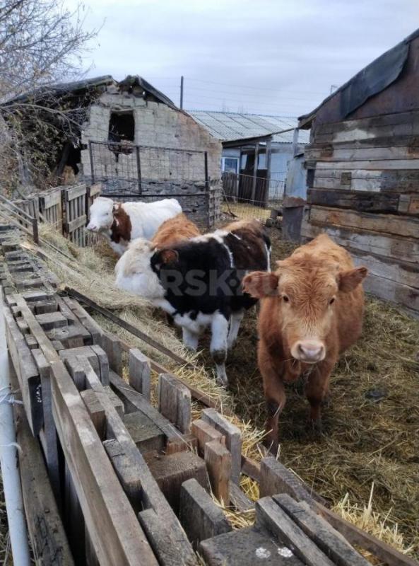 Продам телят бычков на доращиваниие. - Орск