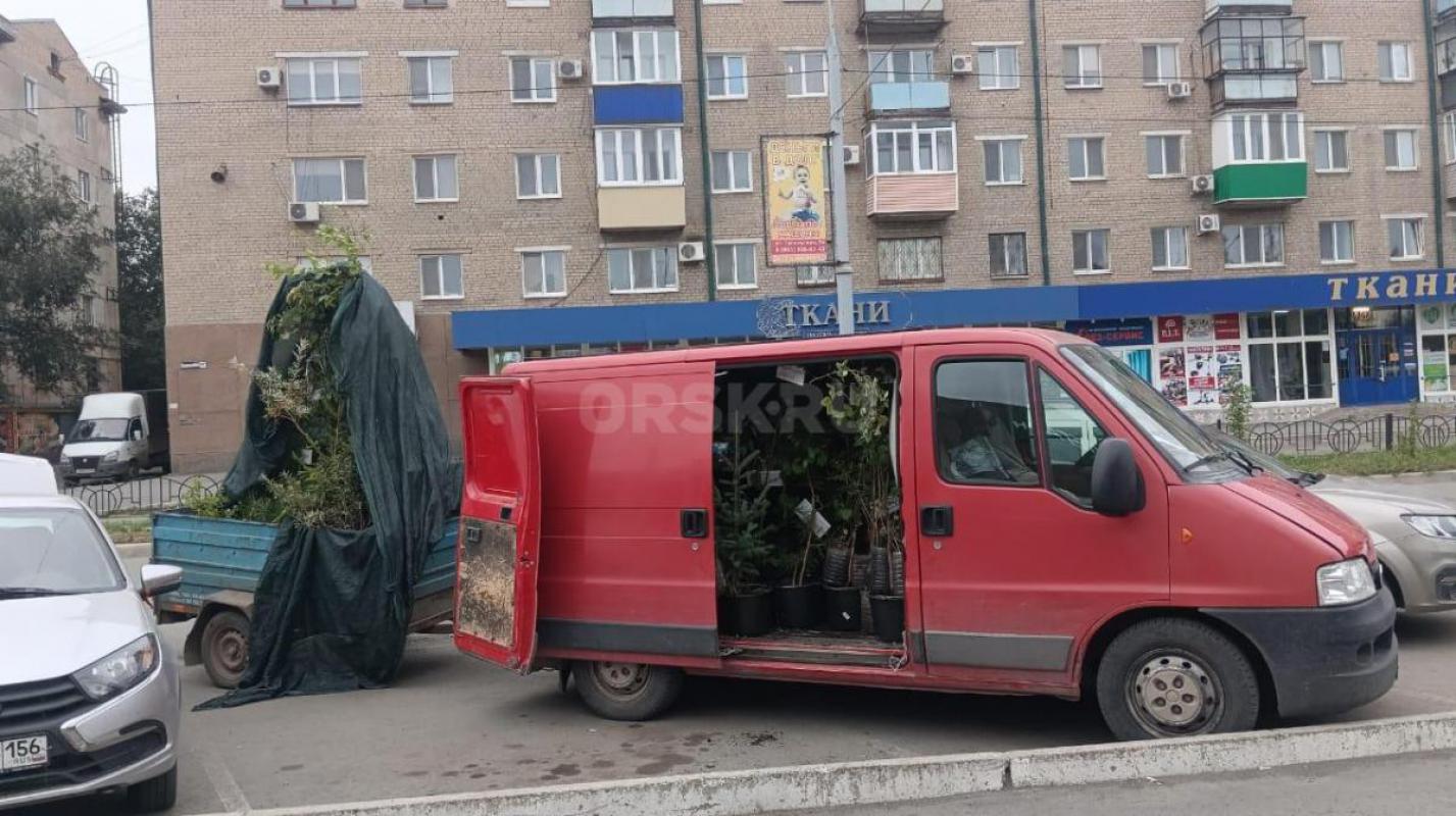 Вы не опоздали посадить у себя понравившиеся Вам саженцы, ведь посадка с комом земли проводится в лю - Орск