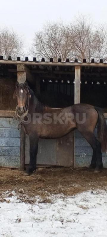 Продам жеребцов: 2,5 года , обученный под седло (пас лошадей, КРС, баранов), спокойный и вежливый - Орск