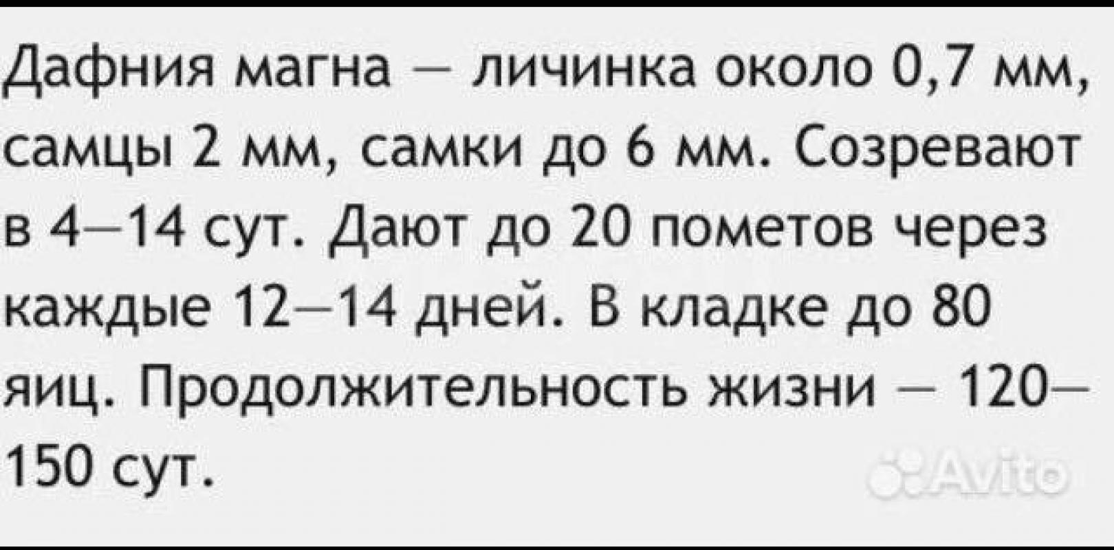 Живая культура Дафния Магна для развода и кормления рыб,порция 500₽ - Орск