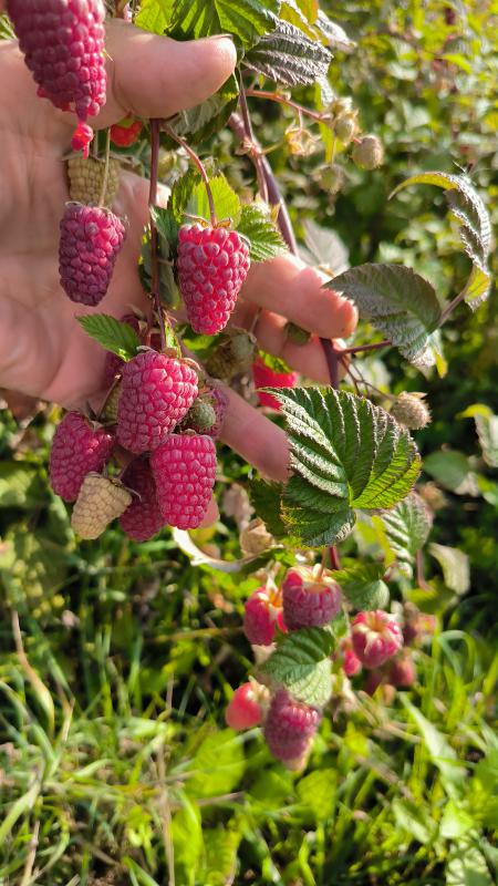 Малина ягода с доставкой - Гай
