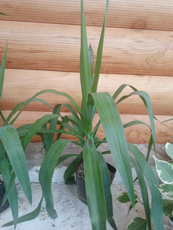 Продам комнатную пальму - юкка, фикусы бенджамина 4 шт - высота растений от 1,6м до 1,8м. - Не указан