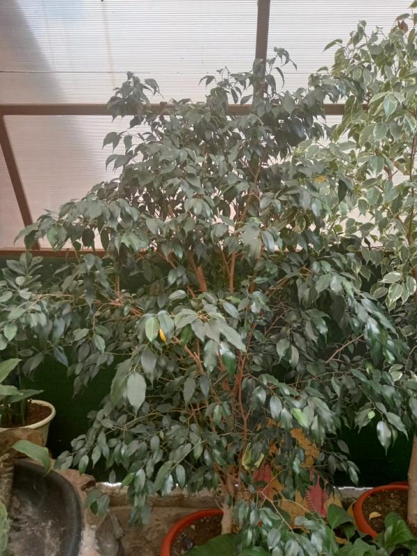 Продам комнатную пальму - юкка, фикусы бенджамина 4 шт - высота растений от 1,6м до 1,8м. - Не указан