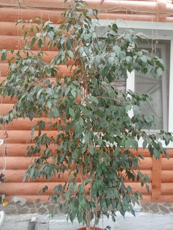 Продам комнатную пальму - юкка, фикусы бенджамина 4 шт - высота растений от 1,6м до 1,8м. - Не указан