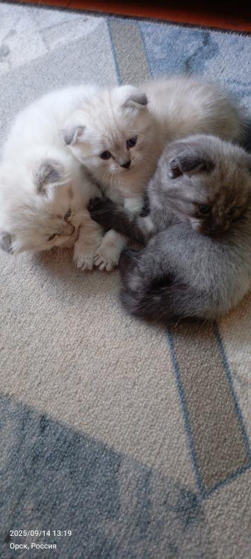 Шотландские котята. - Оренбург