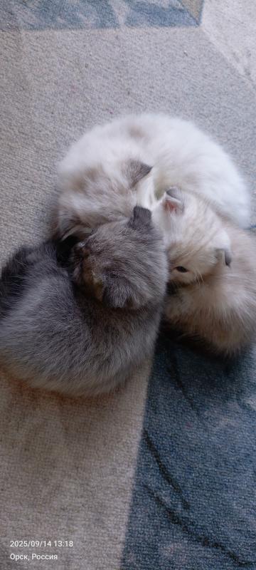 Шотландские котята. - Оренбург