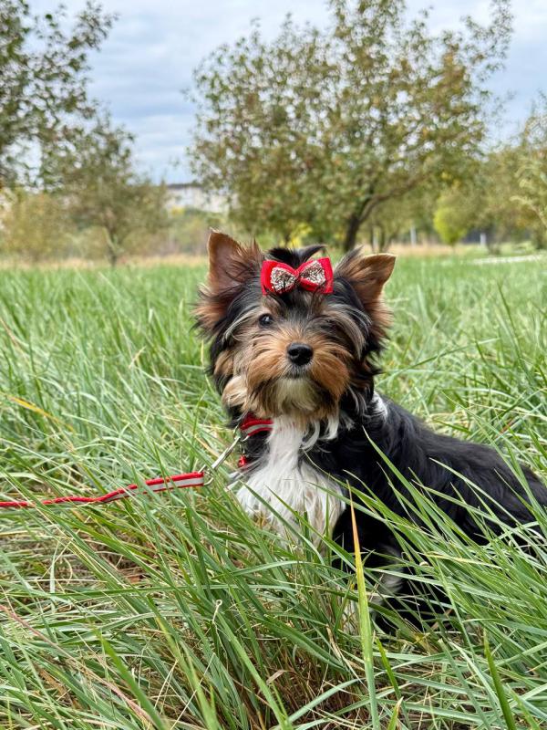 Бивер йорк терьер. - Орск