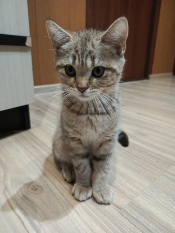 Маленькое чудо в ваш дом Ищем самых любящих хозяев
Готовы подарить безграничную любовь пушистому ком - Гай