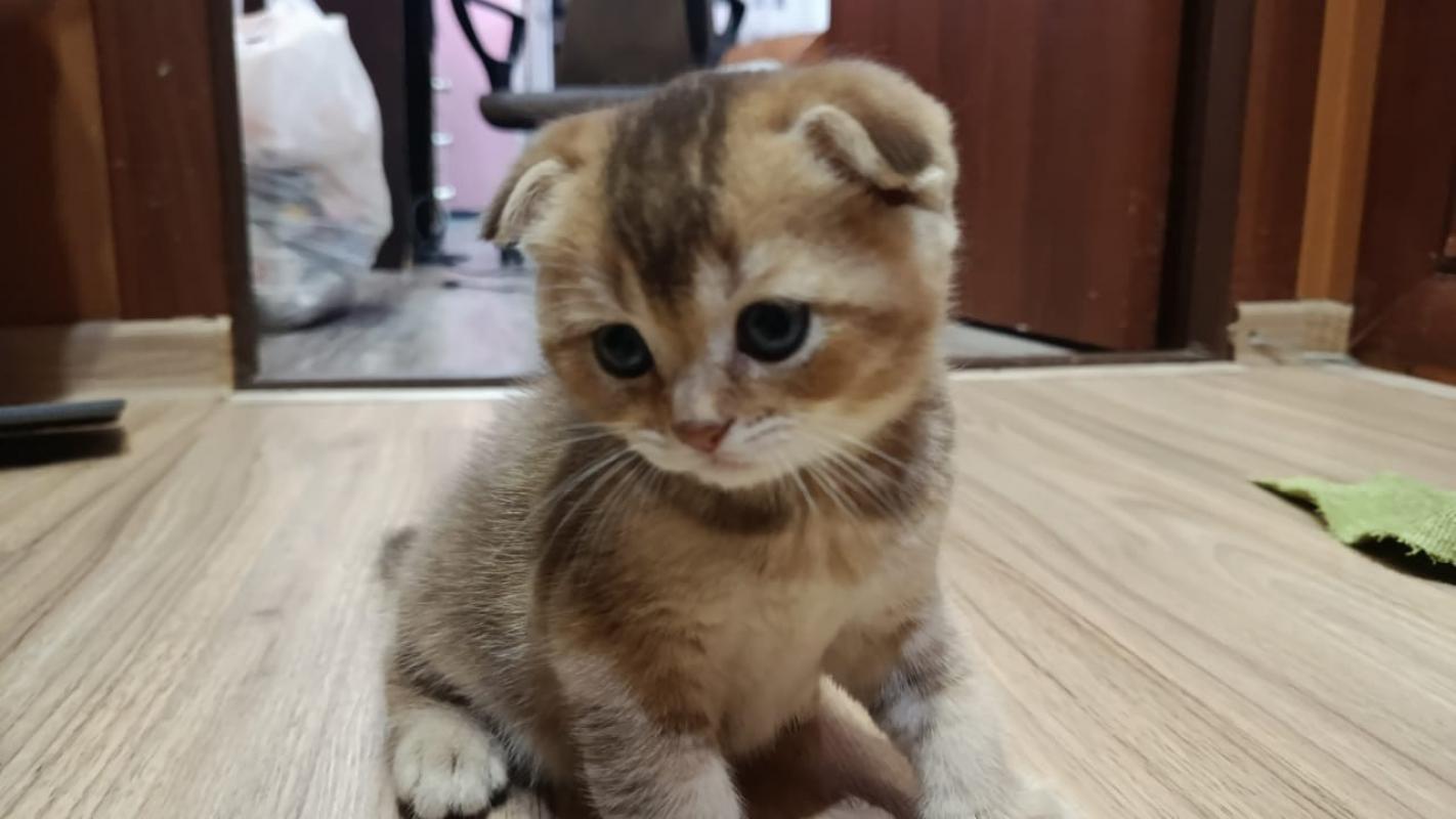 Маленькое чудо в ваш дом Ищем самых любящих хозяев
Готовы подарить безграничную любовь пушистому ком - Гай