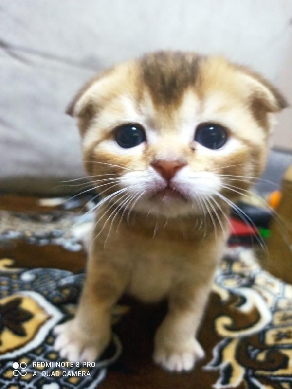 Маленькое чудо в ваш дом Ищем самых любящих хозяев
Готовы подарить безграничную любовь пушистому ком - Гай