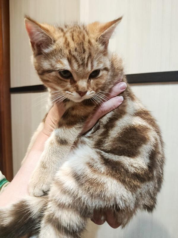 Маленькое чудо в ваш дом Ищем самых любящих хозяев
Готовы подарить безграничную любовь пушистому ком - Гай