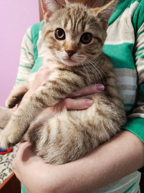 Маленькое чудо в ваш дом Ищем самых любящих хозяев
Готовы подарить безграничную любовь пушистому ком - Гай