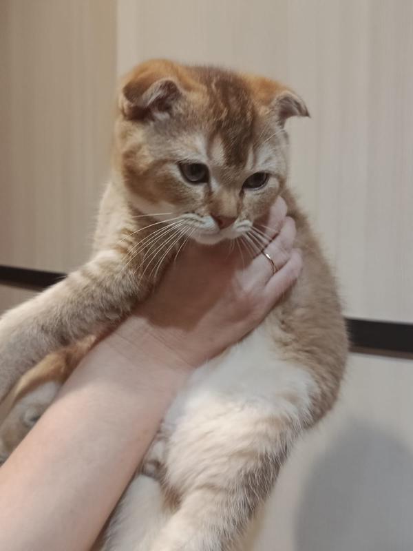 Маленькое чудо в ваш дом Ищем самых любящих хозяев
Готовы подарить безграничную любовь пушистому ком - Гай