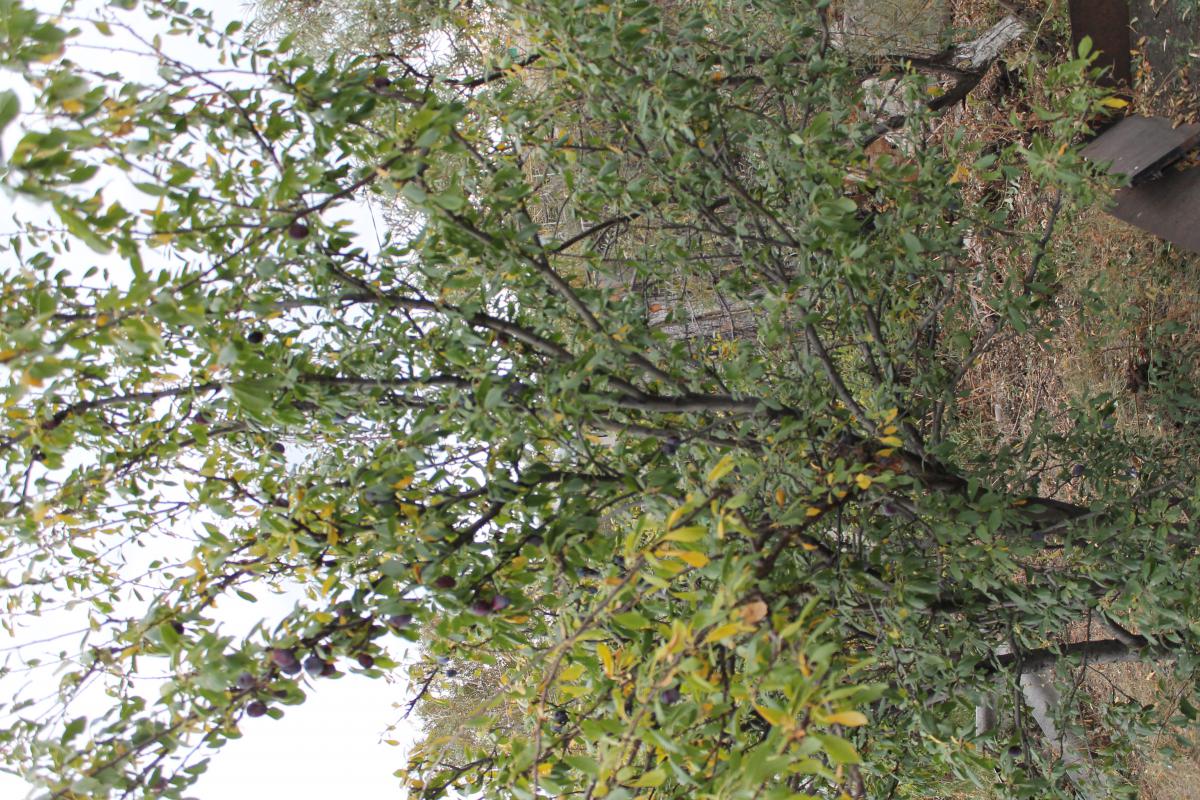 Продам Дом-Дачу в Аккермановке. - Новотроицк