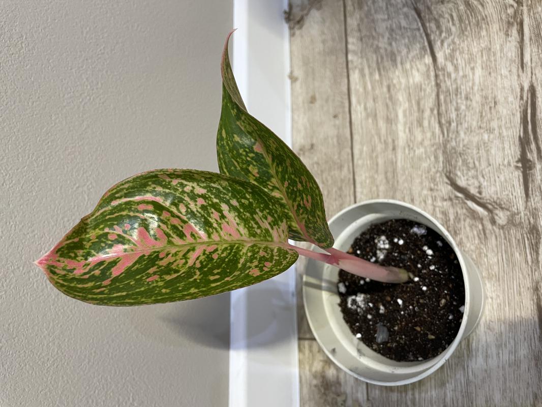 Аглаонема Red Legacy (Детка)

Аглаонема Red Legacy – это удивительное комнатное растение, которое ст - Новотроицк