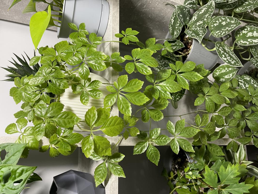 Циссус – многолетняя комнатная лиана, из семейства Виноградовых, которая пользуется немалой популярн - Новотроицк