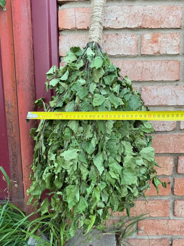 Идеальный банный веник — залог здоровья и отличного настроения! - Новотроицк