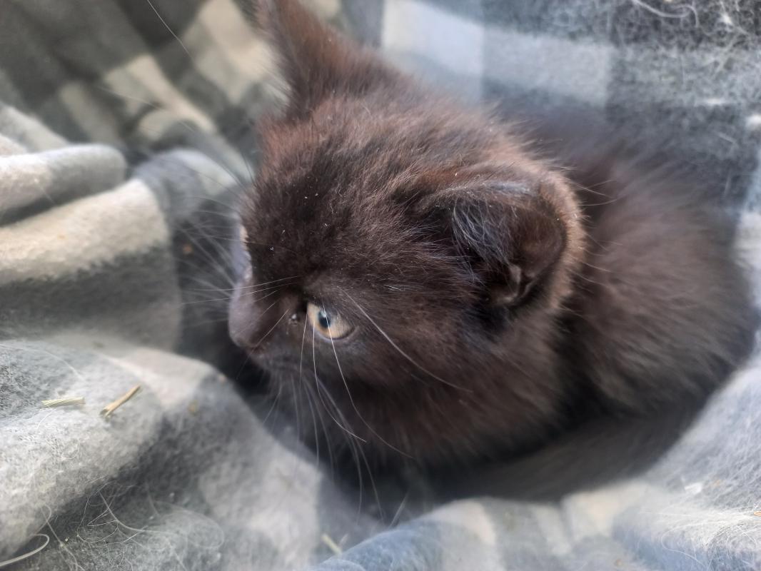 Котёнок мальчик ищет хозяев. - Гай