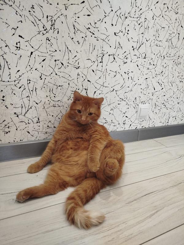 Отдам кота на передержку до июня 2026 г. - Новотроицк