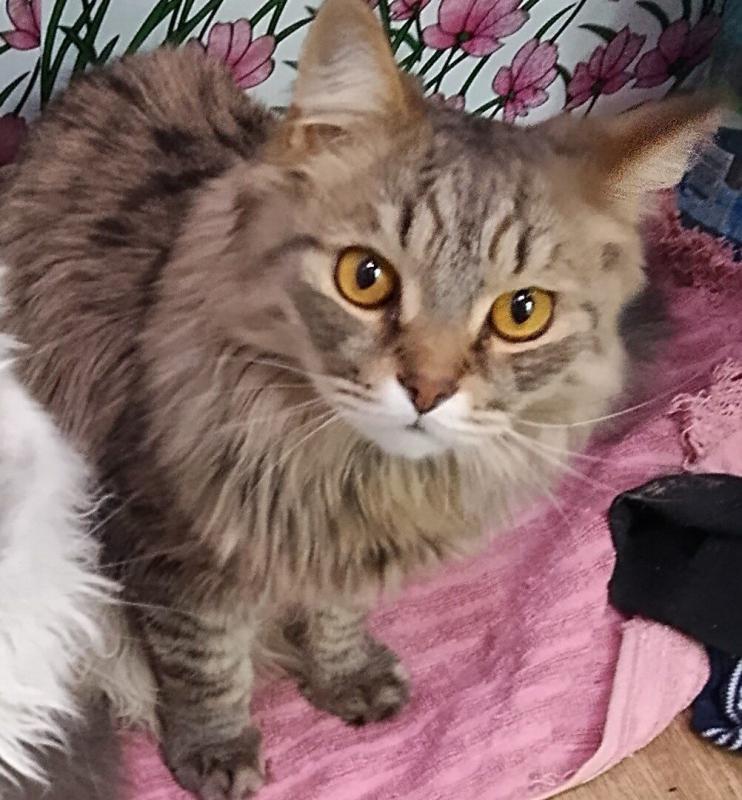 Отдам в хорошие руки в связи с отъездом взрослых черно-белую кошечку Матильду и кота Тимыча(Тимоша) - Новотроицк