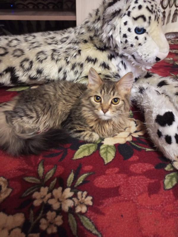 Отдам в хорошие руки в связи с отъездом взрослых черно-белую кошечку Матильду и кота Тимыча(Тимоша) - Новотроицк