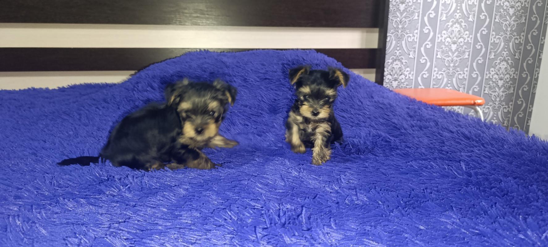Открыта бронь, на щенков Йоркширского терьера, два мальчика стандарт, девочка Минни рождены 06.09.20 - Новотроицк