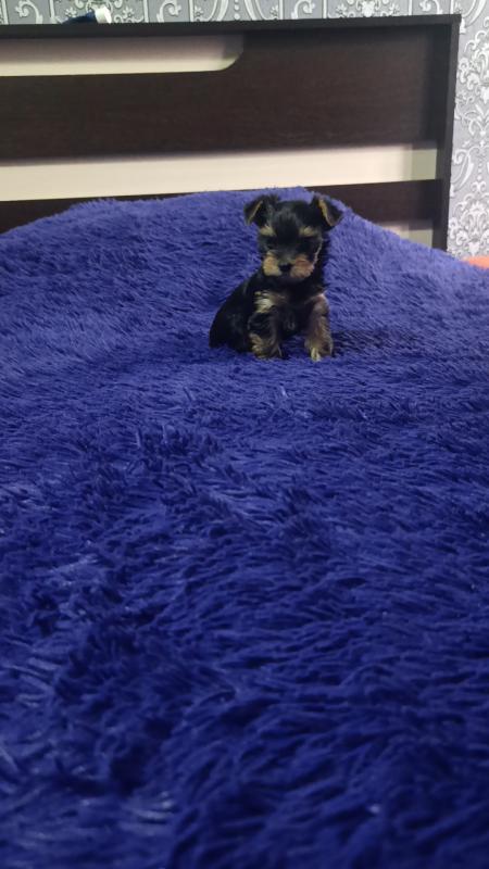 Открыта бронь, на щенков Йоркширского терьера, два мальчика стандарт, девочка Минни рождены 06.09.20 - Новотроицк