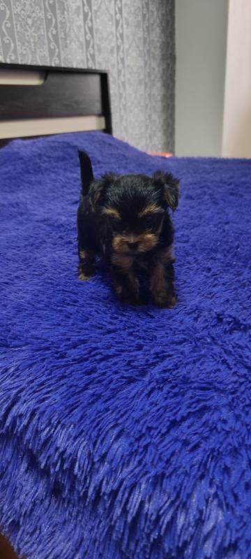 Открыта бронь, на щенков Йоркширского терьера, два мальчика стандарт, девочка Минни рождены 06.09.20 - Новотроицк