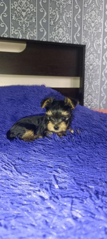 Открыта бронь на щенков Йоркширского терьера, два мальчика стандарт, девочка Минни рождены 06.09.202 - Гай
