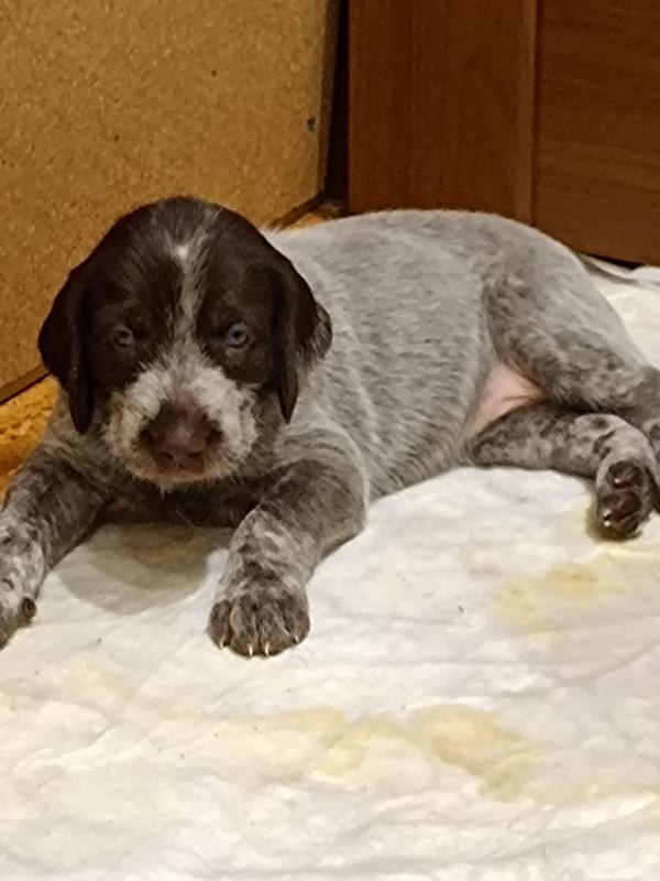 Для настоящих охотников почти раздаются надежные друзья и помощники щенки дратхаара (3 мальчика, 2 д - Новотроицк