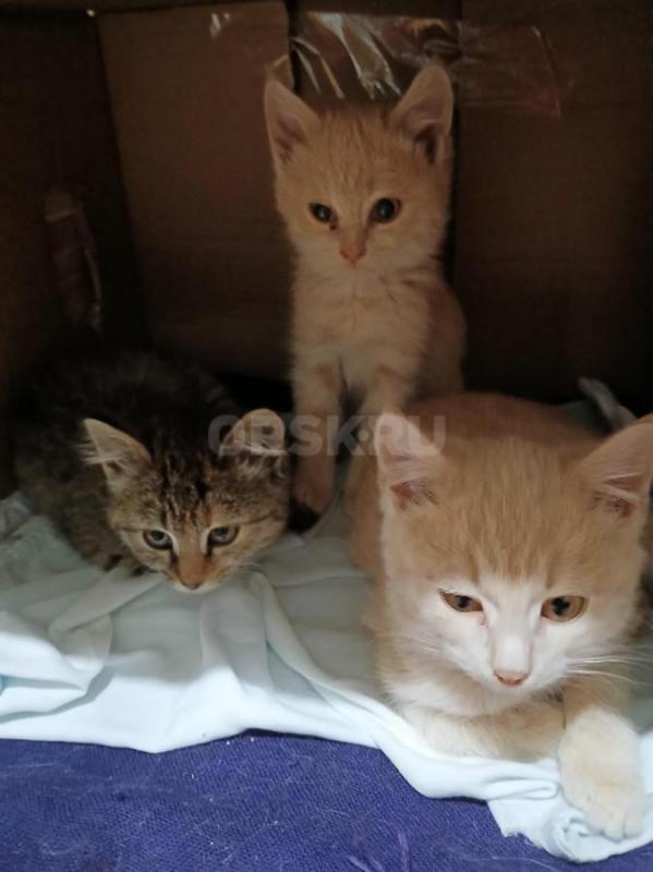 Малыши ищют дом. - Орск