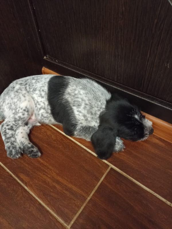 Для настоящих охотников почти раздаются надежные друзья и помощники щенки дратхаара (2 мальчика, 2 д - Гай