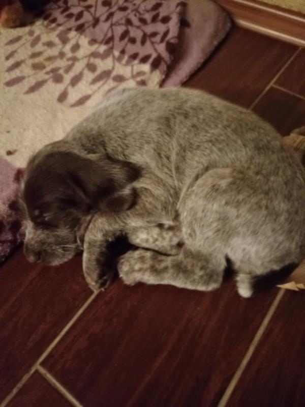 Для настоящих охотников почти раздаются надежные друзья и помощники щенки дратхаара (2 мальчика, 2 д - Гай