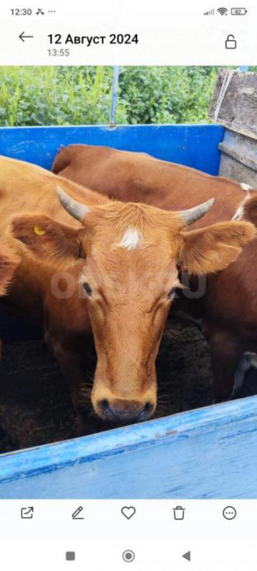 Здравствуйте. - Орск