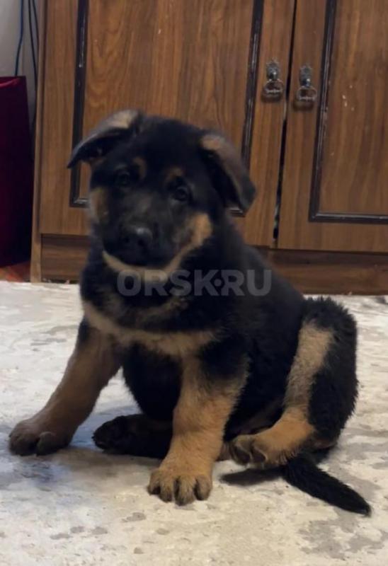 Щенки немецкой овчарки. - Орск