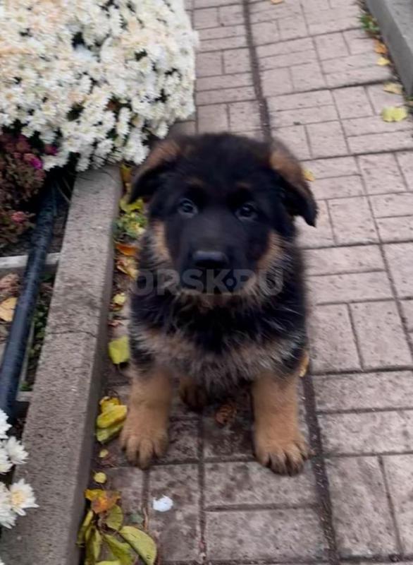 Щенки немецкой овчарки. - Орск