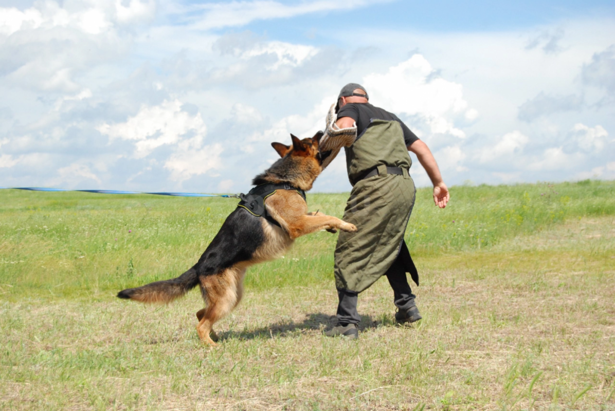 Щенки немецкой овчарки. - Орск