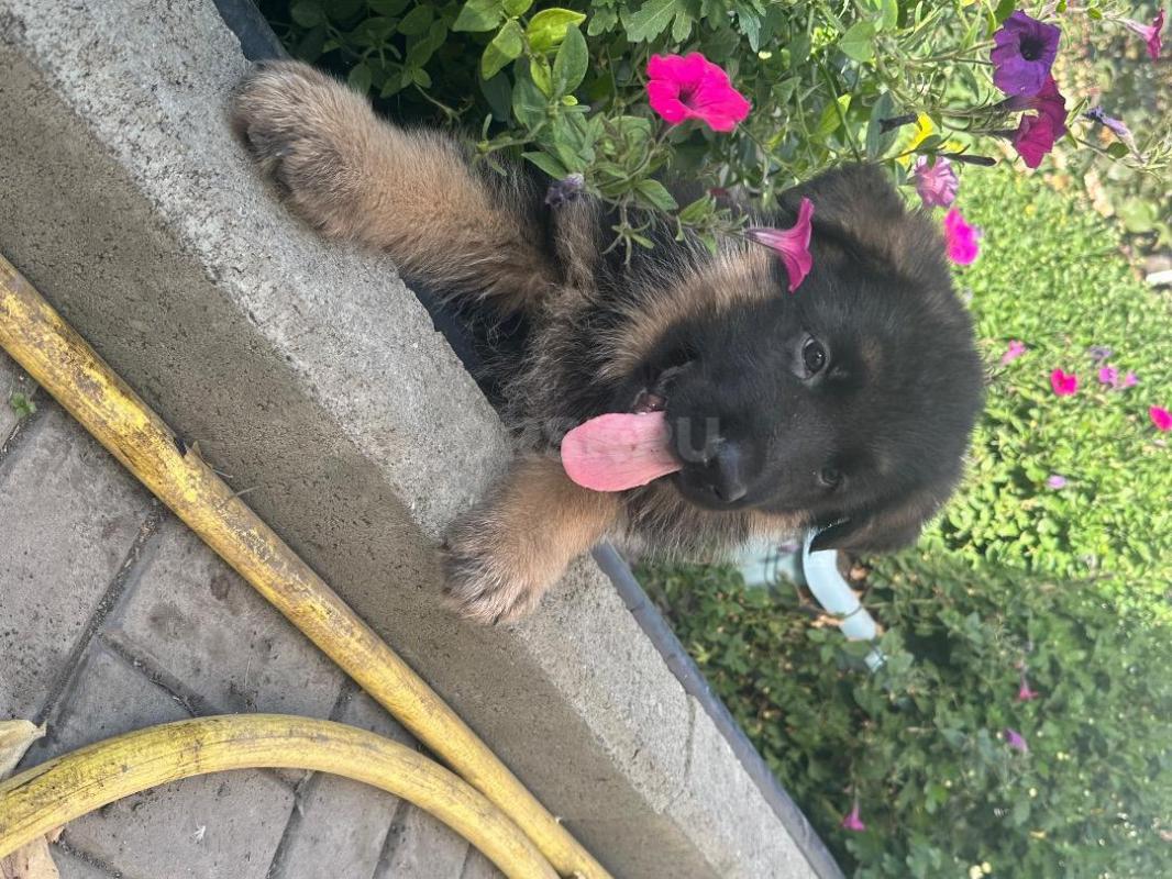 Щенки немецкой овчарки. - Орск