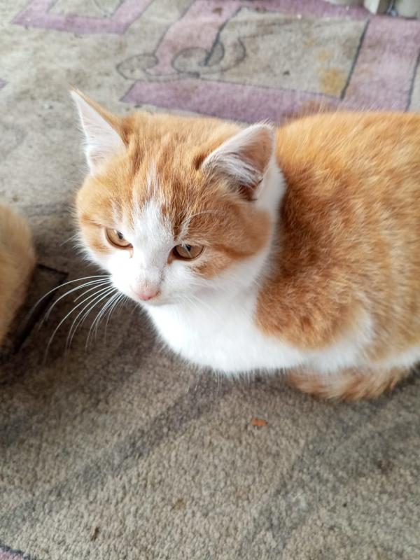 Красивые, ласковые и очень умные, не прихотливые к еде, котята-подкидыши ищут свой дом и, добрых, за - Новотроицк