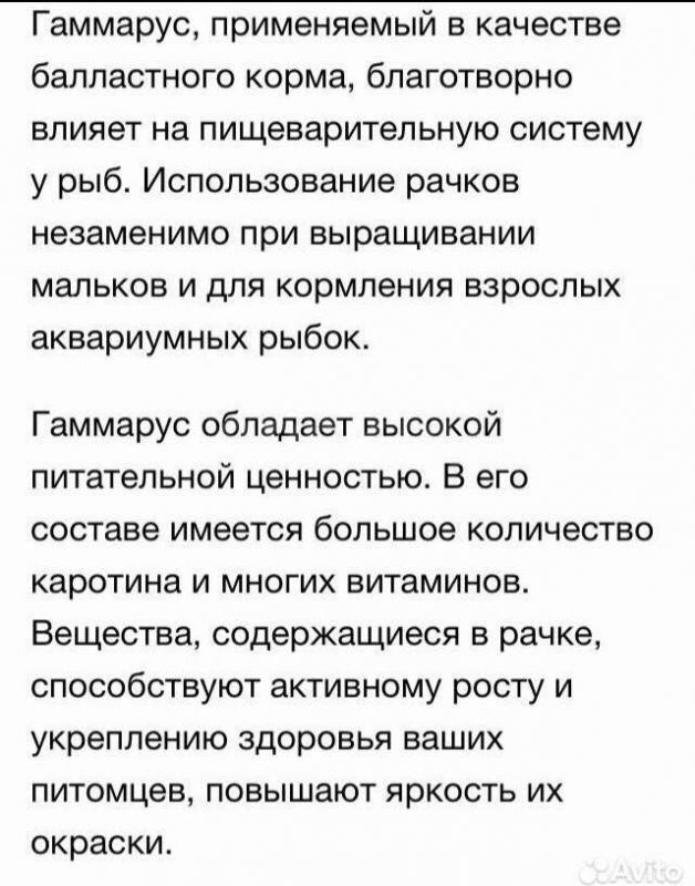 Тропический гаммарус колония на развод 500₽ - Орск