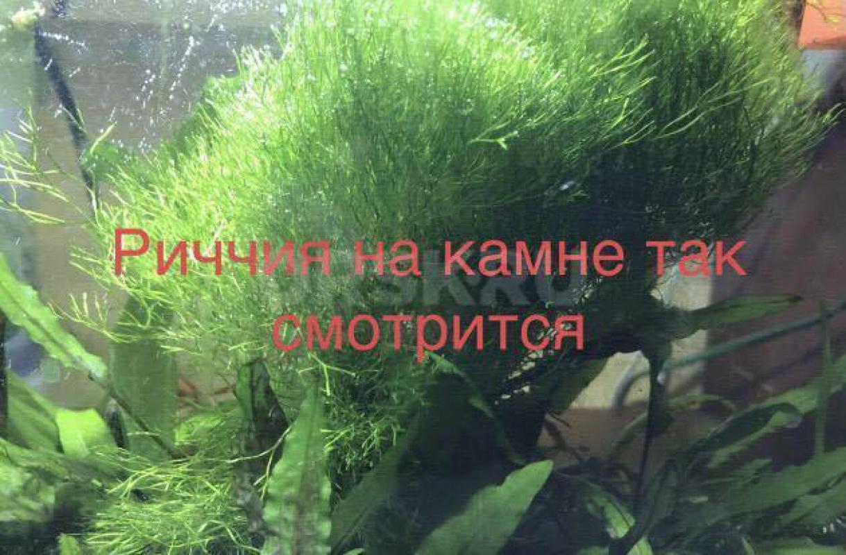 аквариумное растение Риччия 500₽ - Орск