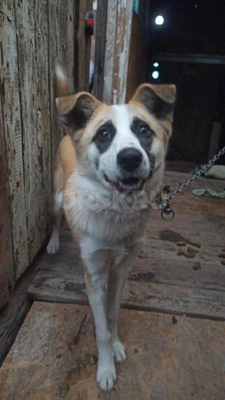 Панда в поисках дома. - Орск