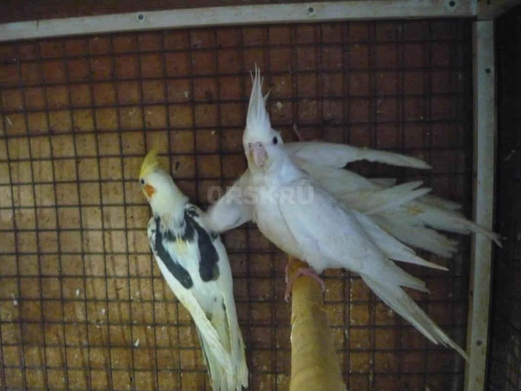 Продам молодых птенцов попугаев Корелл, местного разведения. - Орск
