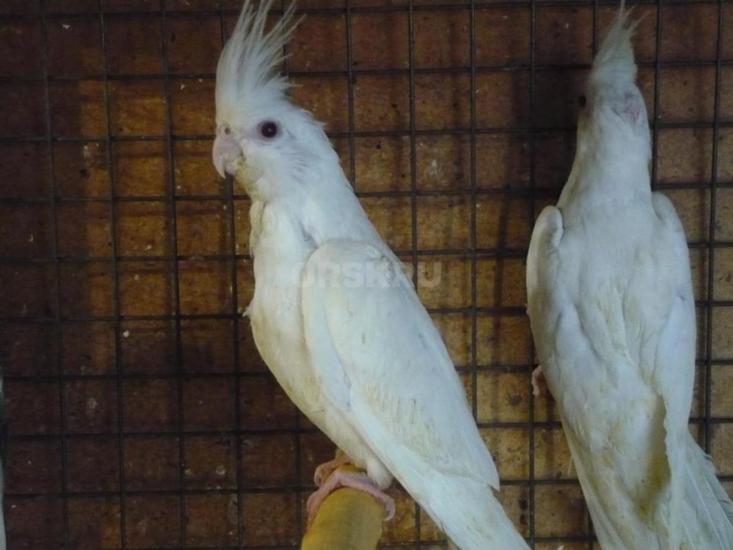 Продам молодых птенцов попугаев Корелл, местного разведения. - Орск