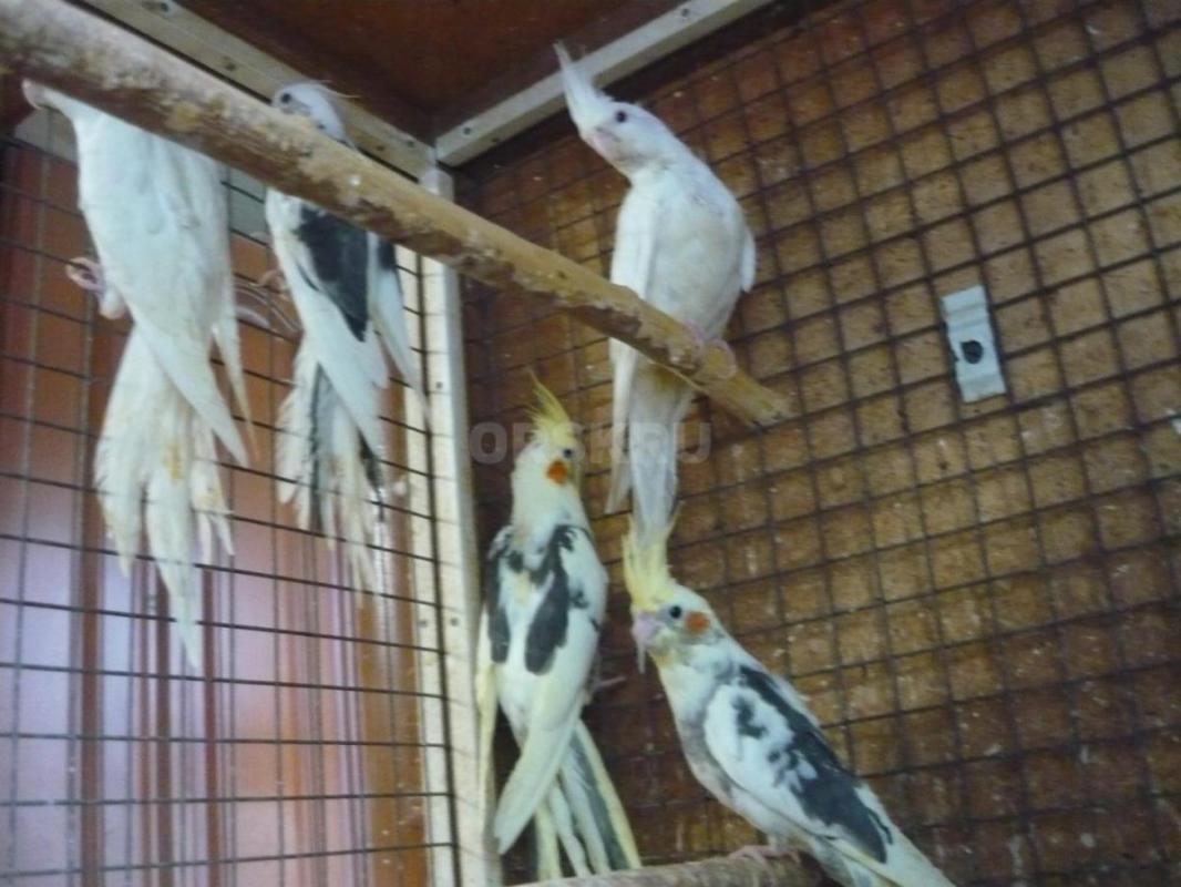 Продам молодых птенцов попугаев Корелл, местного разведения. - Орск