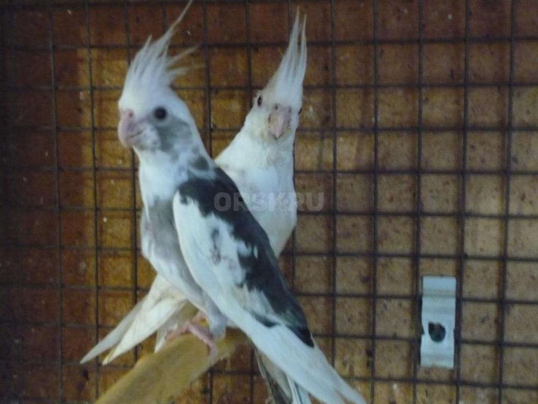 Продам молодых птенцов попугаев Корелл, местного разведения. - Орск